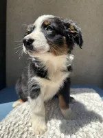Pablo, a male Australian Shepherd for sale in Penn Valley, CA – 5 of 10