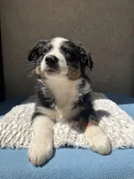 Pablo, a male Australian Shepherd for sale in Penn Valley, CA – 8 of 10