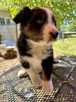Pablo, a male Australian Shepherd for sale in Penn Valley, CA – Photo 3 of 6