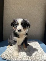 Pablo, a male Australian Shepherd for sale in Penn Valley, CA – 6 of 10