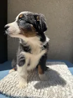Pablo, a male Australian Shepherd for sale in Penn Valley, CA – 2 of 10