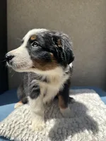 Pablo, a male Australian Shepherd for sale in Penn Valley, CA – 4 of 10