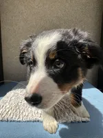 Pablo, a male Australian Shepherd for sale in Penn Valley, CA – 10 of 10