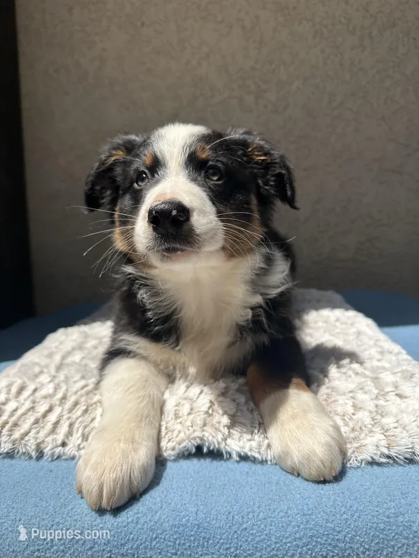 Pablo – Australian Shepherd puppy for sale in Penn Valley, CA