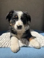 Pablo, a male Australian Shepherd for sale in Penn Valley, CA – 7 of 10