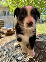 Pablo, a male Australian Shepherd for sale in Penn Valley, CA – Photo 4 of 6