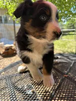 Pablo, a male Australian Shepherd for sale in Penn Valley, CA – Photo 5 of 6