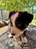 Pablo, a male Australian Shepherd for sale in Penn Valley, CA – Photo 2 of 6