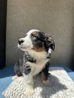 Pablo, a male Australian Shepherd for sale in Penn Valley, CA – 3 of 10