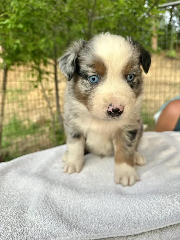 Lily – Australian Shepherd puppy for sale in Penn Valley, CA