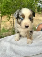 Lily, a female Australian Shepherd for sale in Penn Valley, CA – Photo 1 of 6