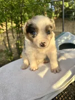 Lily, a female Australian Shepherd for sale in Penn Valley, CA – Photo 3 of 9