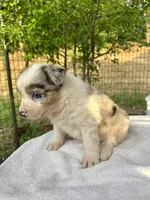 Lily, a female Australian Shepherd for sale in Penn Valley, CA – Photo 7 of 9