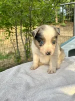 Lily, a female Australian Shepherd for sale in Penn Valley, CA – Photo 5 of 9