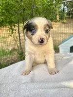 Lily, a female Australian Shepherd for sale in Penn Valley, CA – Photo 6 of 9