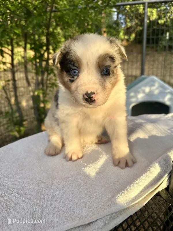 Lily – Australian Shepherd puppy for sale in Penn Valley, CA
