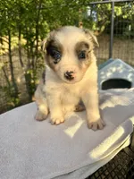 Lily, a female Australian Shepherd for sale in Penn Valley, CA – Photo 1 of 9