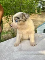 Lily, a female Australian Shepherd for sale in Penn Valley, CA – Photo 9 of 9