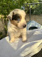 Lily, a female Australian Shepherd for sale in Penn Valley, CA – Photo 4 of 9