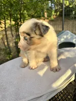 Lily, a female Australian Shepherd for sale in Penn Valley, CA – Photo 2 of 9