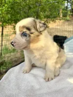 Lily, a female Australian Shepherd for sale in Penn Valley, CA – Photo 8 of 9