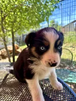 Azula, a female Australian Shepherd for sale in Penn Valley, CA – Photo 3 of 7