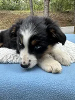 Azula, a female Australian Shepherd for sale in Penn Valley, CA – 7 of 7