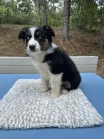 Azula, a female Australian Shepherd for sale in Penn Valley, CA – 5 of 7