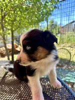 Azula, a female Australian Shepherd for sale in Penn Valley, CA – Photo 2 of 7