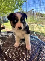 Azula, a female Australian Shepherd for sale in Penn Valley, CA – Photo 6 of 7