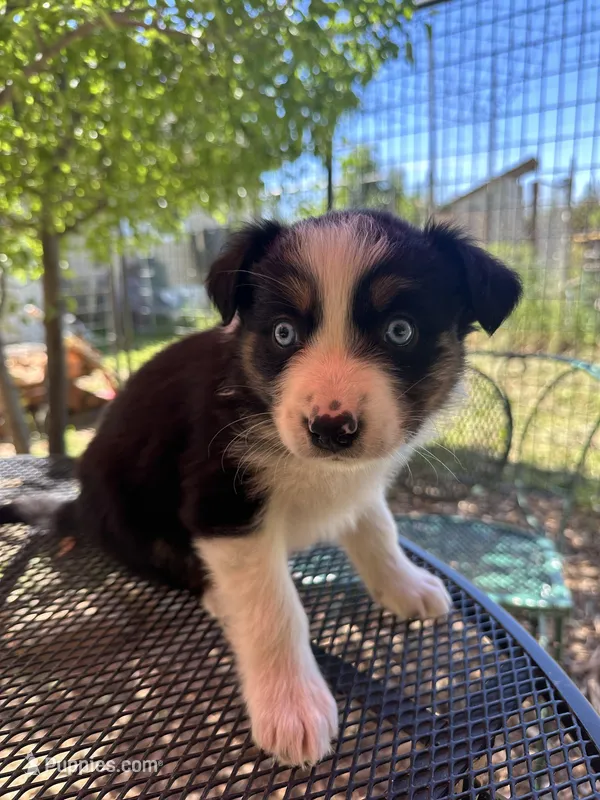 Azula, a female Australian Shepherd for sale in Penn Valley, CA – Photo 1 of 7