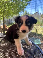 Azula, a female Australian Shepherd for sale in Penn Valley, CA – Photo 1 of 7