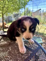 Azula, a female Australian Shepherd for sale in Penn Valley, CA – Photo 4 of 7