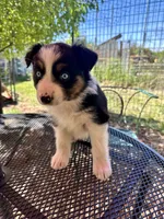 Azula, a female Australian Shepherd for sale in Penn Valley, CA – Photo 7 of 7