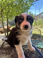 Azula, a female Australian Shepherd for sale in Penn Valley, CA – Photo 5 of 7