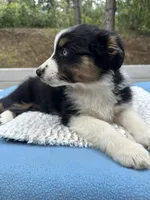 Azula, a female Australian Shepherd for sale in Penn Valley, CA – 3 of 7