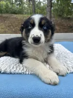Azula, a female Australian Shepherd for sale in Penn Valley, CA – 1 of 7