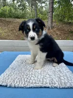 Azula, a female Australian Shepherd for sale in Penn Valley, CA – 6 of 7