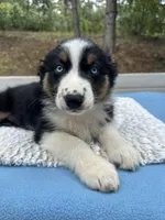 Azula, a female Australian Shepherd for sale in Penn Valley, CA – 2 of 7
