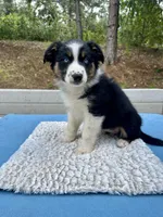 Azula, a female Australian Shepherd for sale in Penn Valley, CA – 4 of 7
