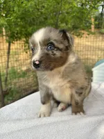 Brutus, a male Australian Shepherd for sale in Penn Valley, CA – Photo 7 of 7