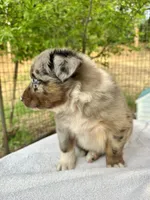 Brutus, a male Australian Shepherd for sale in Penn Valley, CA – Photo 5 of 7