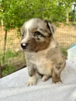 Brutus, a male Australian Shepherd for sale in Penn Valley, CA – Photo 2 of 7