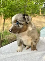 Brutus, a male Australian Shepherd for sale in Penn Valley, CA – Photo 6 of 7