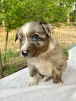 Brutus, a male Australian Shepherd for sale in Penn Valley, CA – Photo 4 of 7