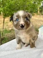 Brutus, a male Australian Shepherd for sale in Penn Valley, CA – Photo 1 of 7