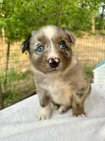 Brutus, a male Australian Shepherd for sale in Penn Valley, CA – Photo 3 of 7