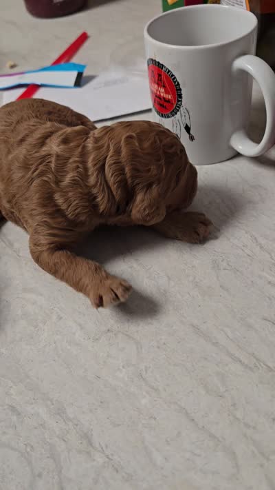 Goldie, a female Goldendoodle for sale in Walton, KS – 2 of 2
