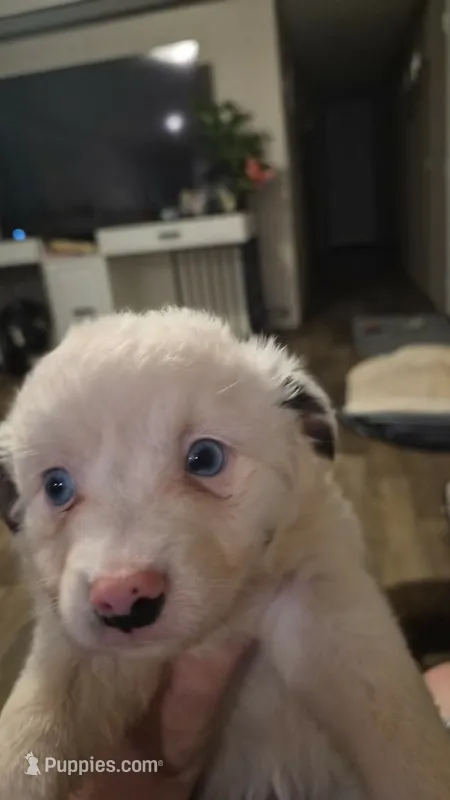 White  – Toy Australian Shepherd puppy for sale in Gilmer, TX