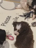 Brown , a female Toy Australian Shepherd for sale in Gilmer, TX – 6 of 8